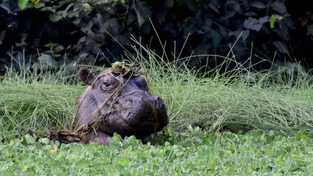 Hipopótamo marino en Laguna Anor.
