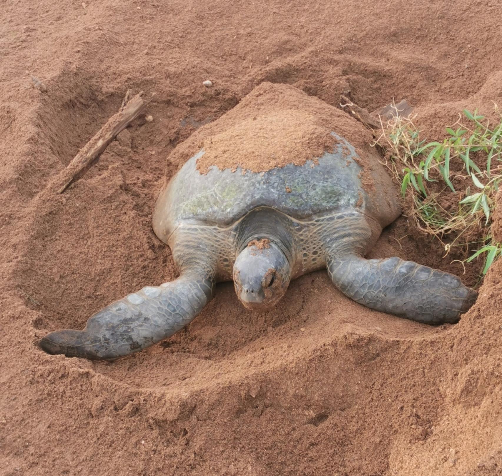 Tortuga verde en Poilao.