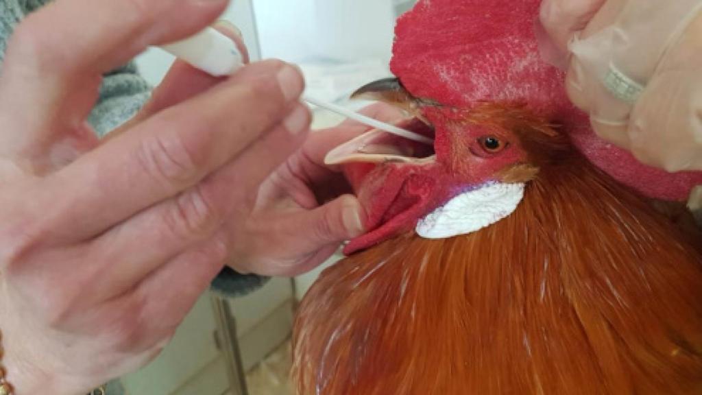 Un pollo se somete a una PCR.