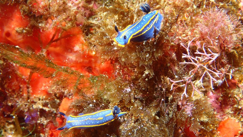 Junto a las colonias de coral rojo de Perejil viven otras valiosas comunidades de invertebrados y de peces.