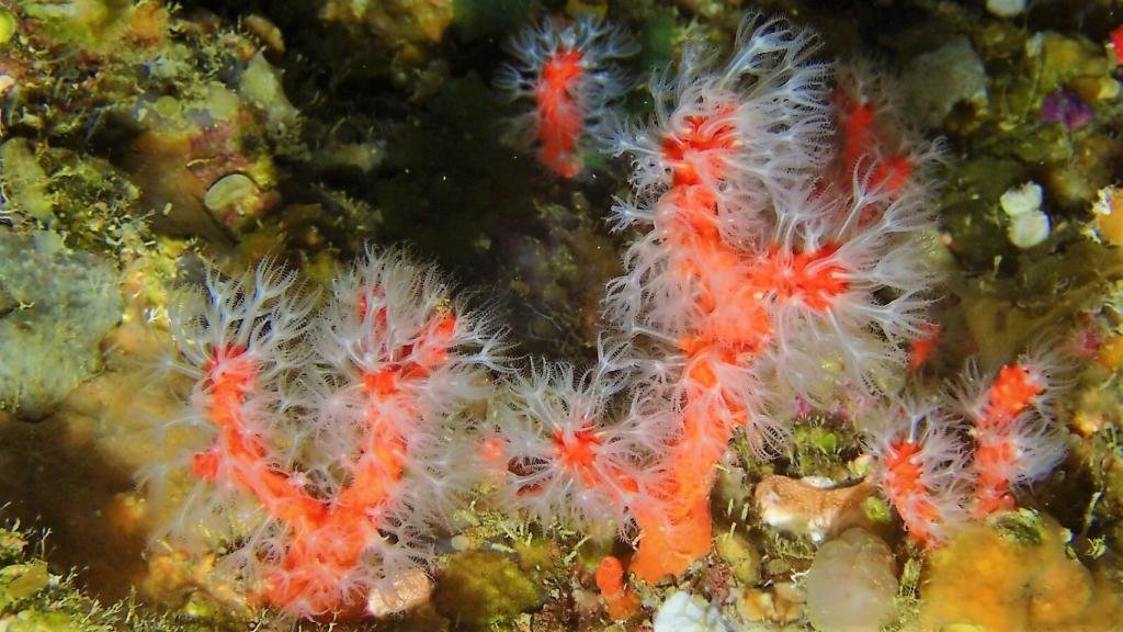 Coral rojo de la isla Perejil, llamada Laila en Marruecos.