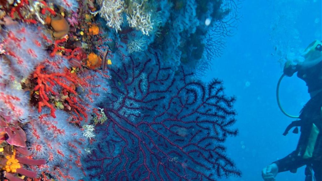 Un investigador contempla la pared de la isla Perejil cubierta de coral rojo (izq.) y gorgonias (con ramas alargadas).