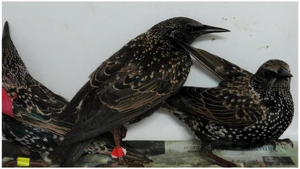 Estorninos en el Centro de Recuperación de Oleiros.