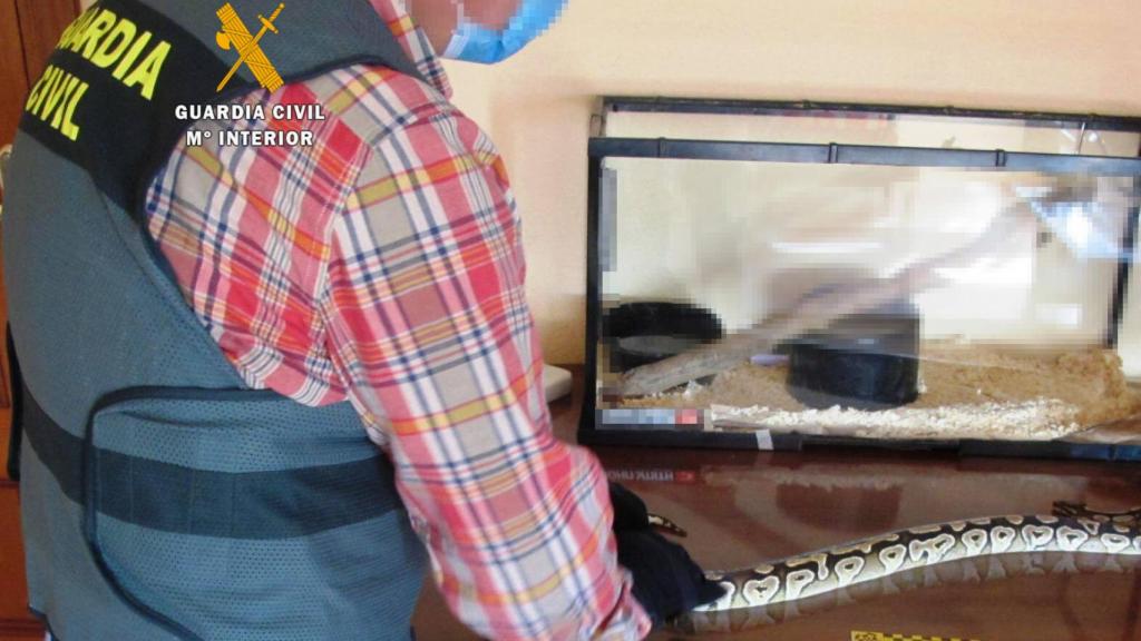 Imagen de la boa constrictor