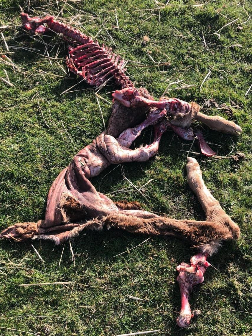 Ataque a un ternero por meloncillo