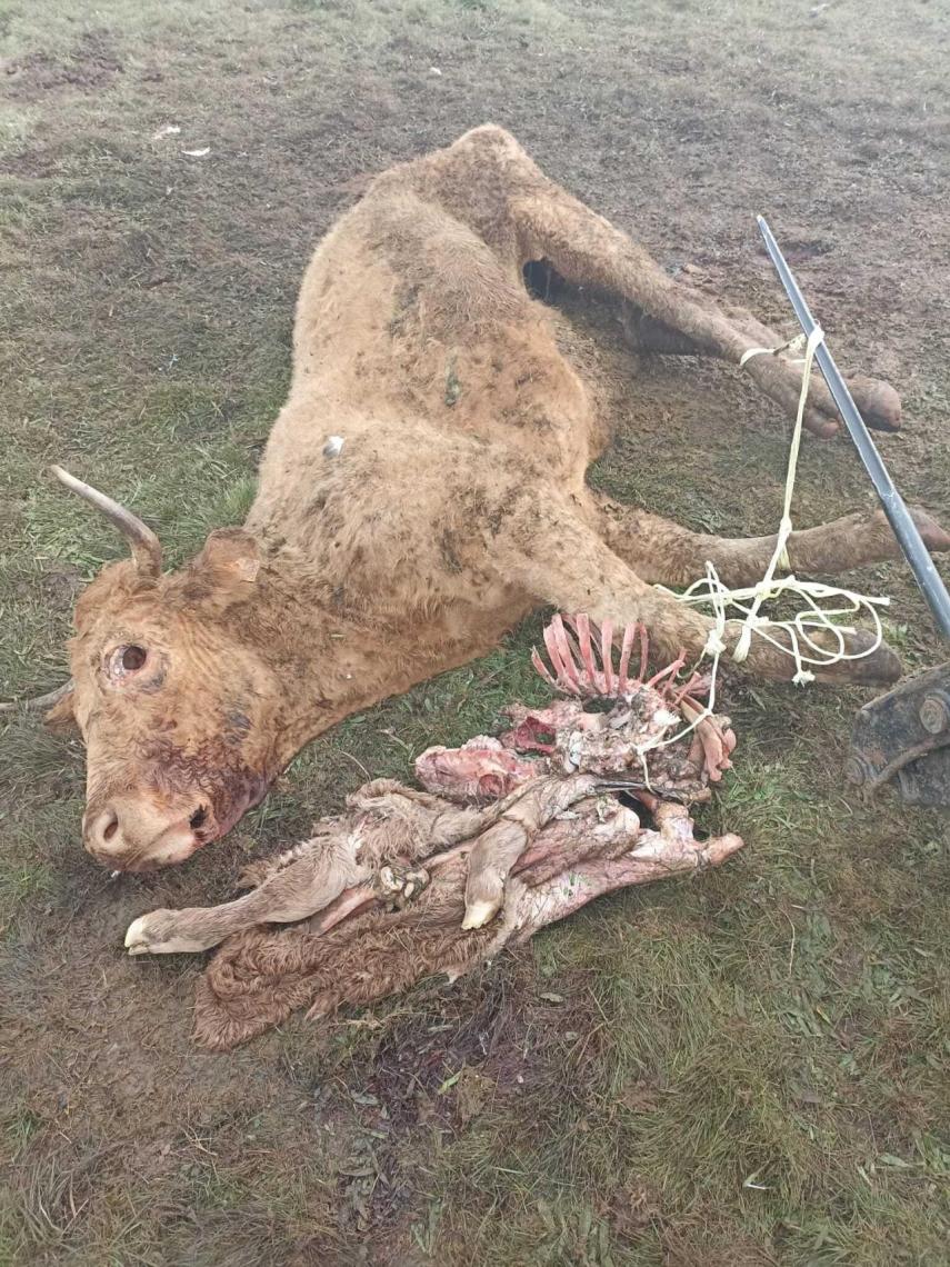 Vaca y ternero atacados por buitres