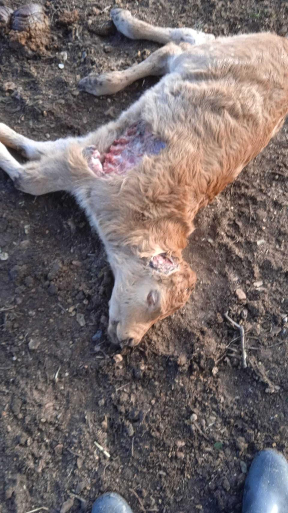 Ternero atacado por el lobo