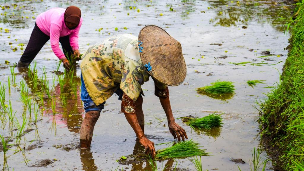 Agricultores cultivando arroz