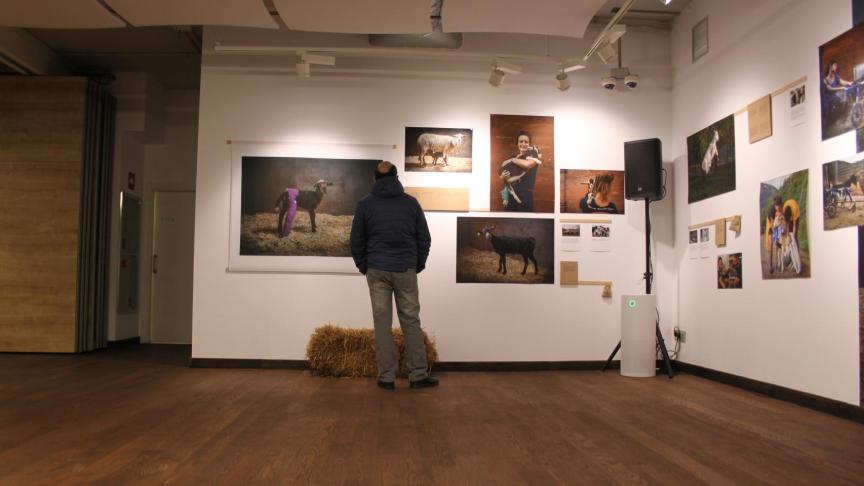 Uno de los visitantes observa a la cordera Armonía.
