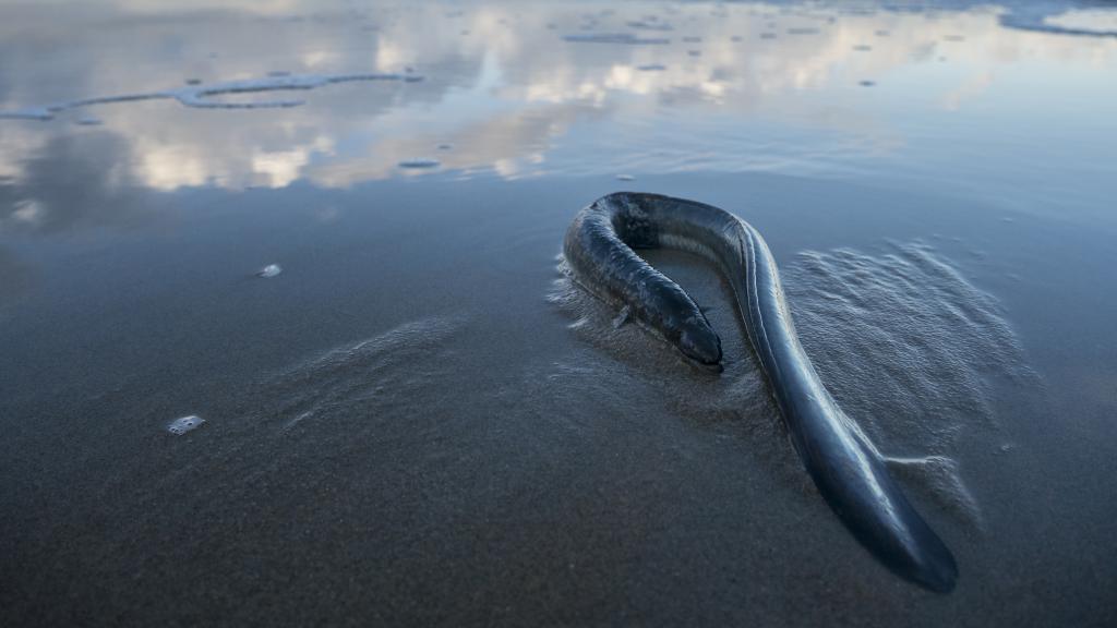 La anguila europea en estado de conservación crítico