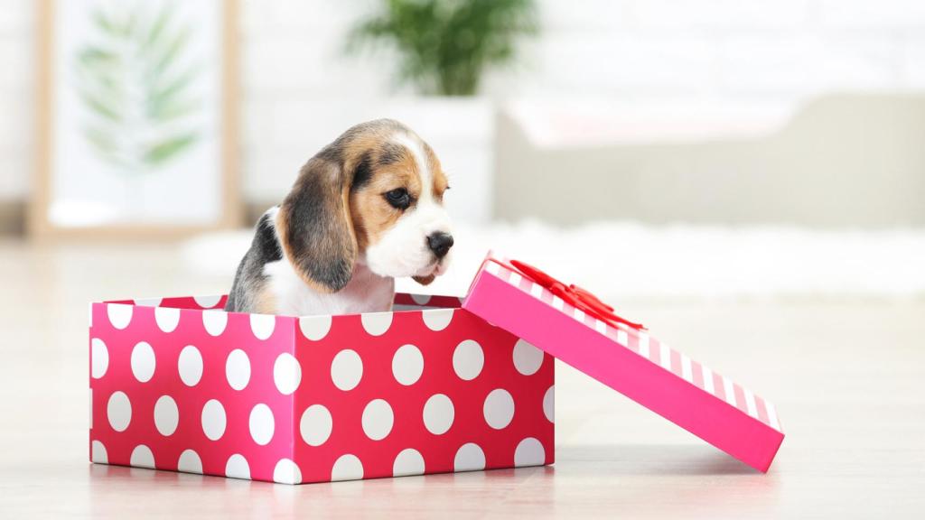 Un cachorro en una imagen de archivo.