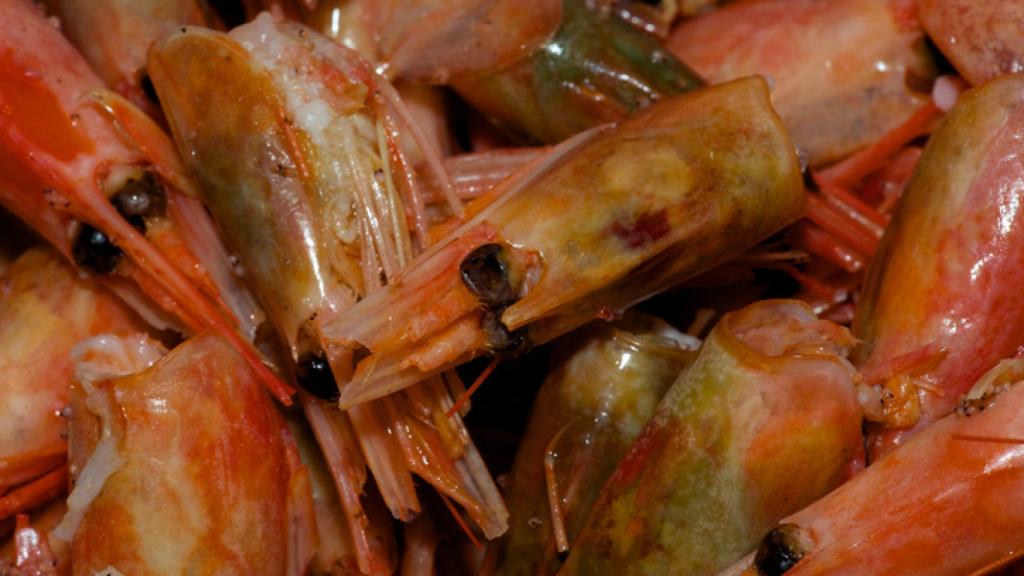 ¿Es malo chupar las cabezas de las gambas y los langostinos?