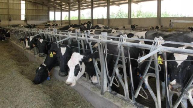 El sector agropecuario de Castilla y León es uno de los más profesionalizados de España.