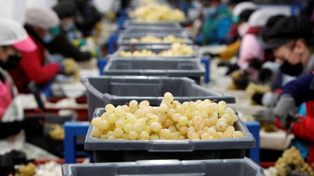 Los almacenes de uva de la DO del Vinalopó, trabajando de cara a Nochevieja.