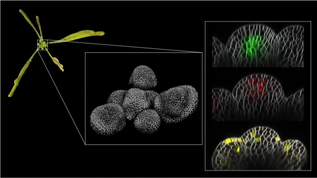 Una inflorescencia de Arabidopsis thaliana en la parada de la proliferación (izquierda).