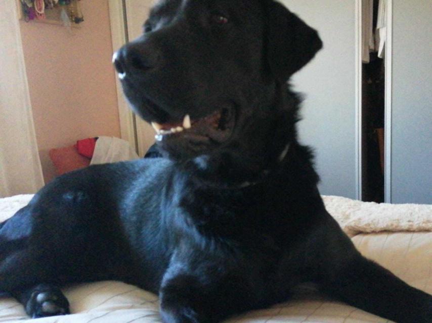 Ayuntamiento y veterinarios lanzan una campaña de información para la vacunación de animales domésticos