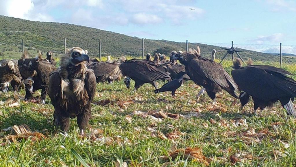 El buitre negro resurge en Castilla y León