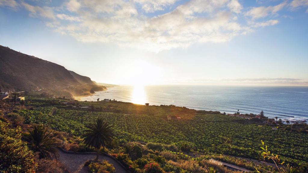 Medianías Buenavista del Norte