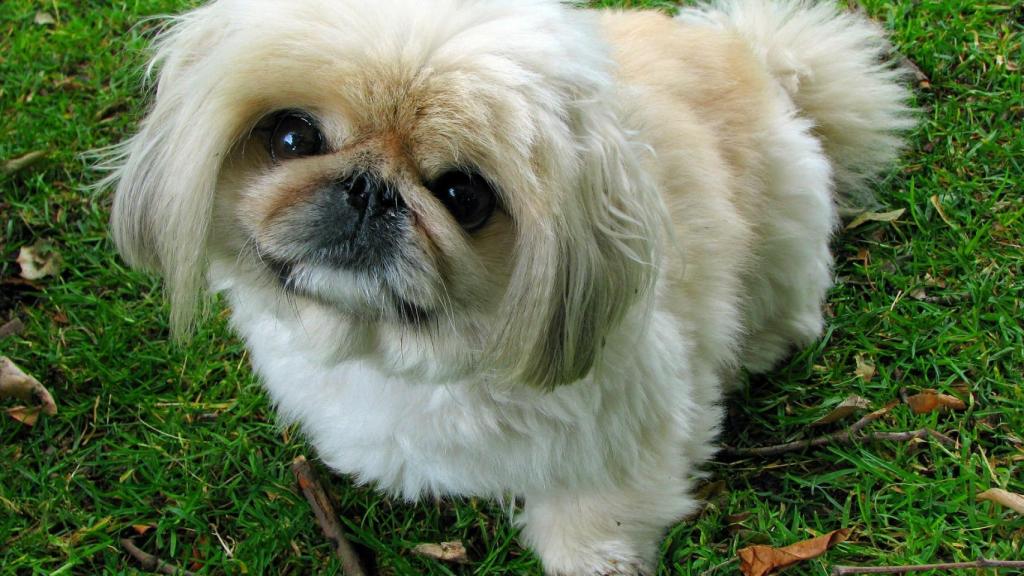 Pekinés