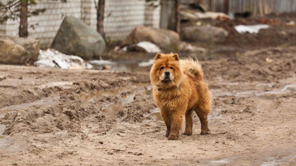 Chow chow