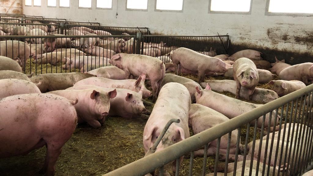 La granja porcina de Pedro.