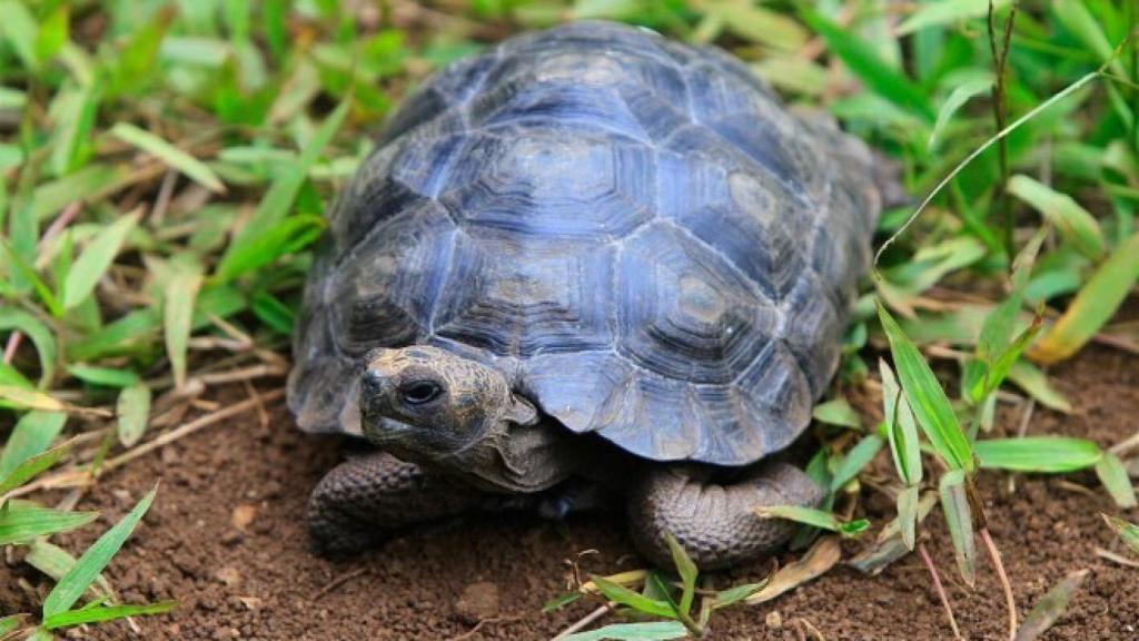 Tortuga gigante de Galápagos.