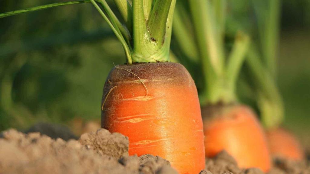 La zanahoria contiene una alta cantidad de vitamina A.
