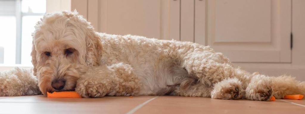 ¿Qué verduras pueden comer los perros?