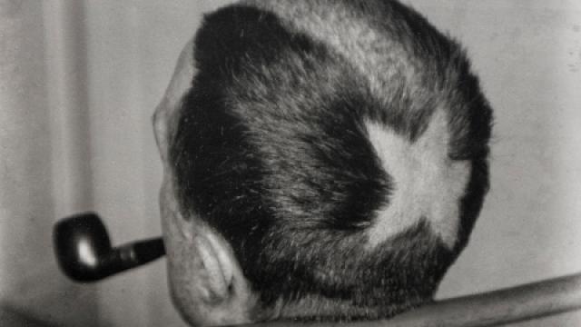 Man Ray: 'Marcel Duchamp rapado', 1921. Foto: Charles Duprat / Man Ray 2015 Trust / ADAGP, París, 2022