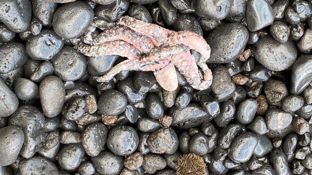 Pulpo muerto debido a la llegada de la lava al mar.