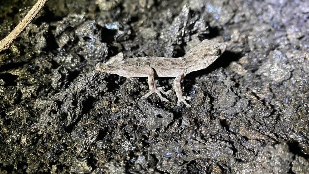 Salamanquesa sin cola encontrada en medio de un mar de ceniza volcánica.