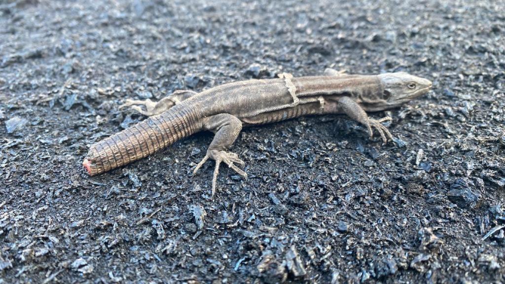 Lagarto tizón de La Palma que ha perdido la cola debido a la ceniza volcánica.