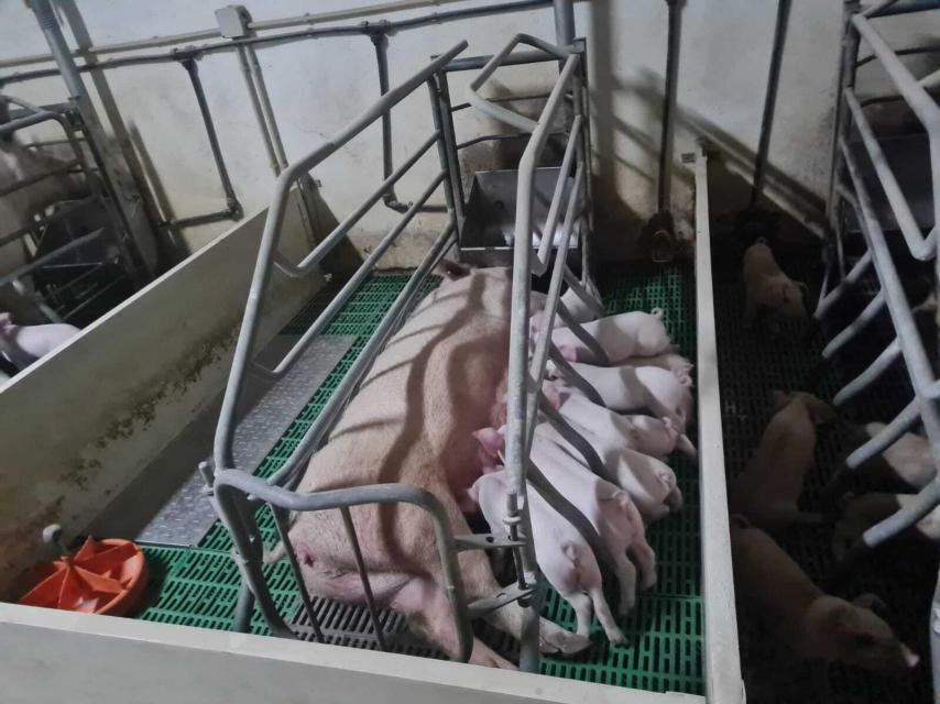 Una cerda alimenta a sus lechones en una granja estabulada de Castilla y León