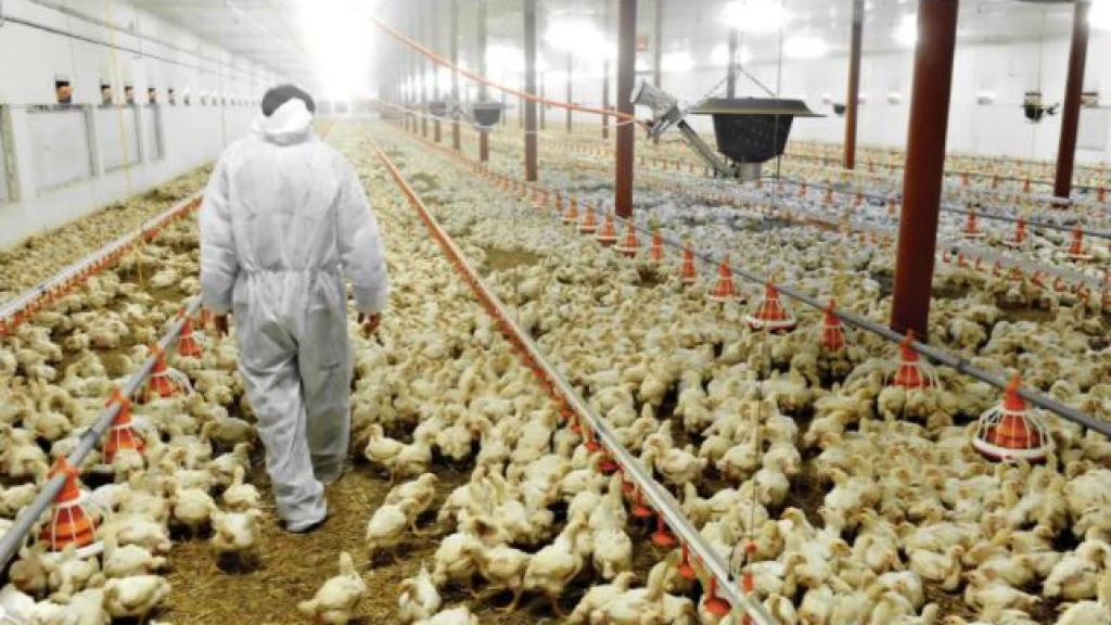 Un avicultor pasea entre los pollos de su granja.