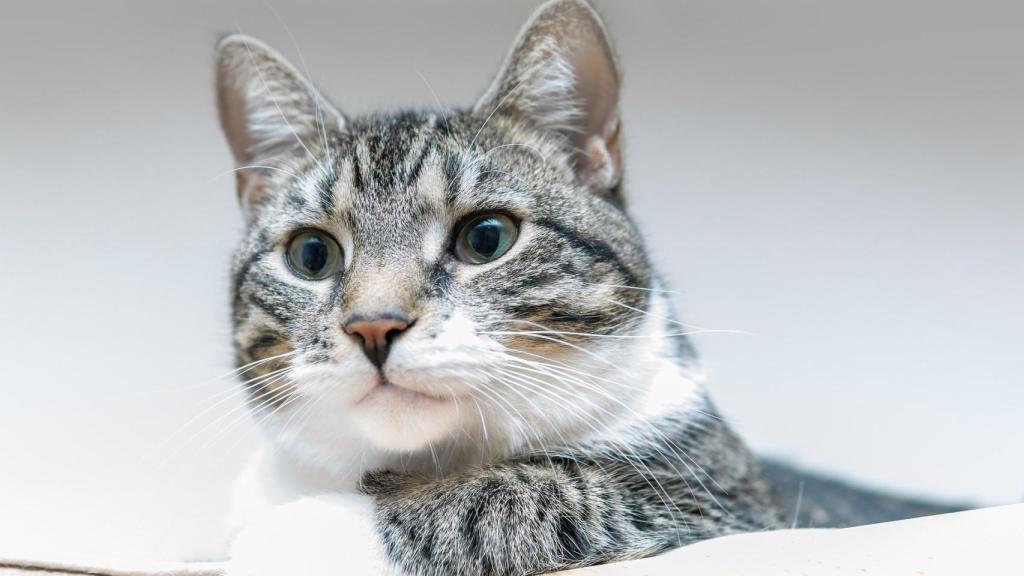 ¿Cuántos años viven los gatos?