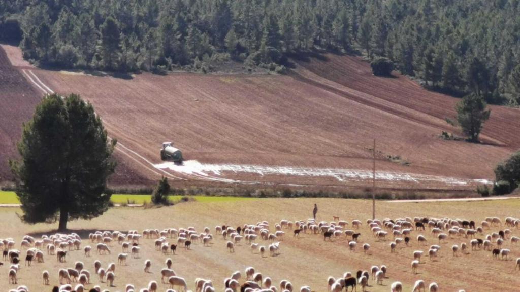 Vista general de un grupo de animales pastando