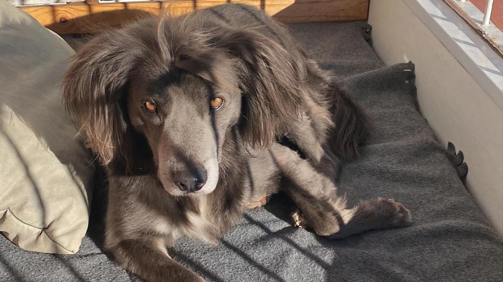 Pumba ya está en casa, donde disfruta de su lugar favorito al sol.