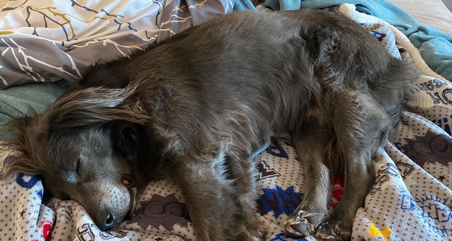 Pumba descansa tranquilo en casa. Foto (Cedida)