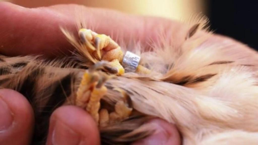 Una cría de cernícalo primilla con su correspondiente anillo para trabajar en la conservación de la especie