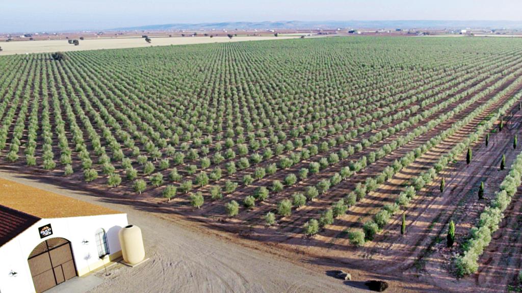 Las 280 hectáreas de olivares de Palacio de los Olivos se establecen en tierras calatravas de origen volcánico.