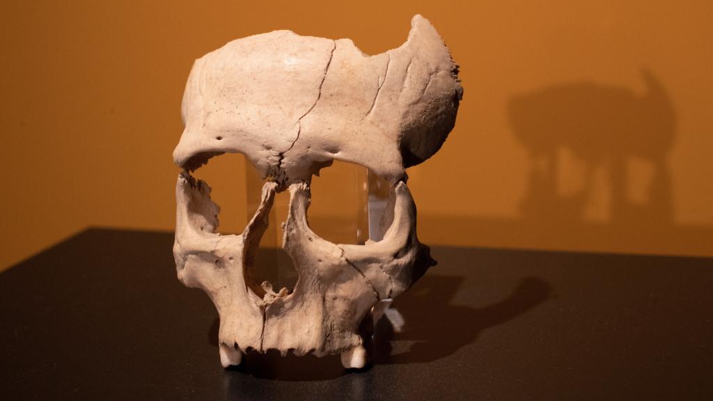 El cráneo hallado en Olèrda.