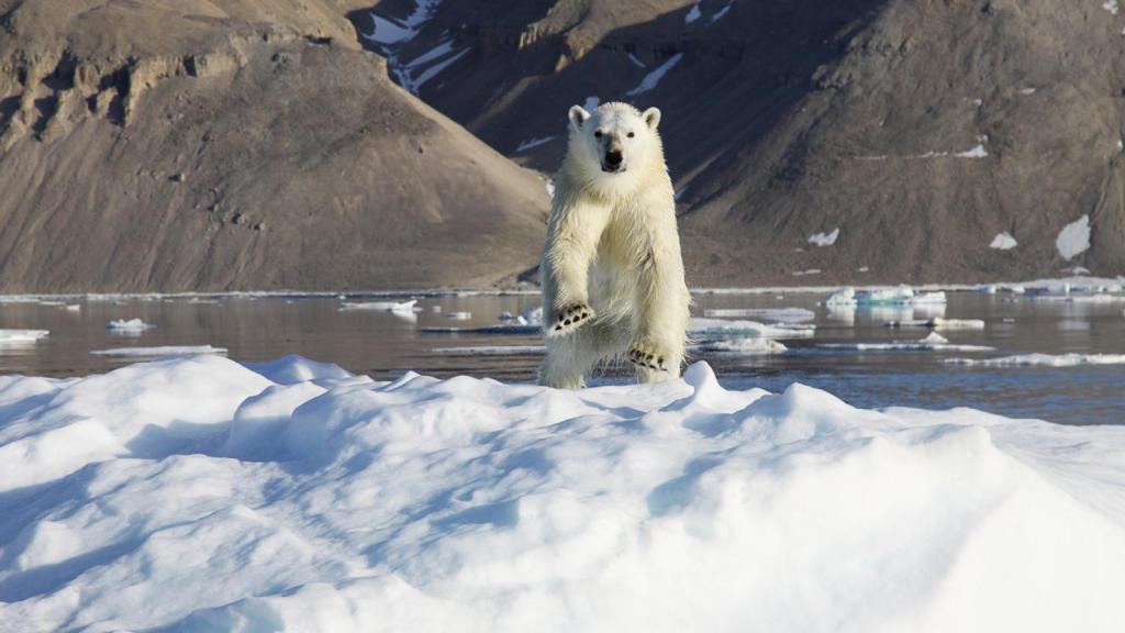 25 años seguidos perdiendo hielo: Groenlandia pone en jaque el clima mundial y el nivel del mar
