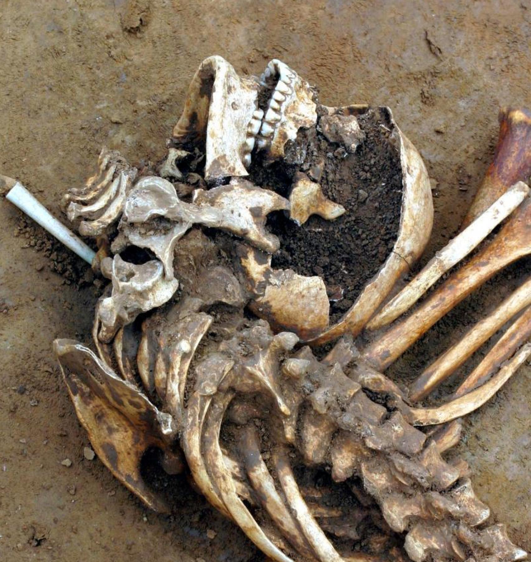 Restos de uno de los individuos identificados en el yacimiento británico de Cliffs End Farm, en Kent, y utilizados en el estudio.