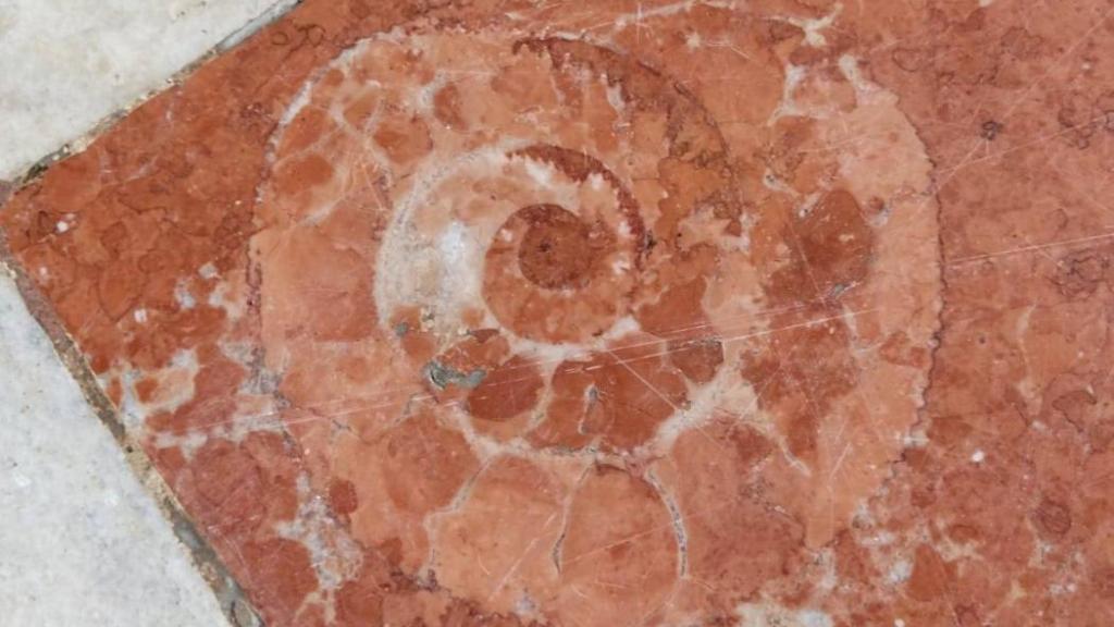 Restos fósiles en el pavimento de la Catedral.