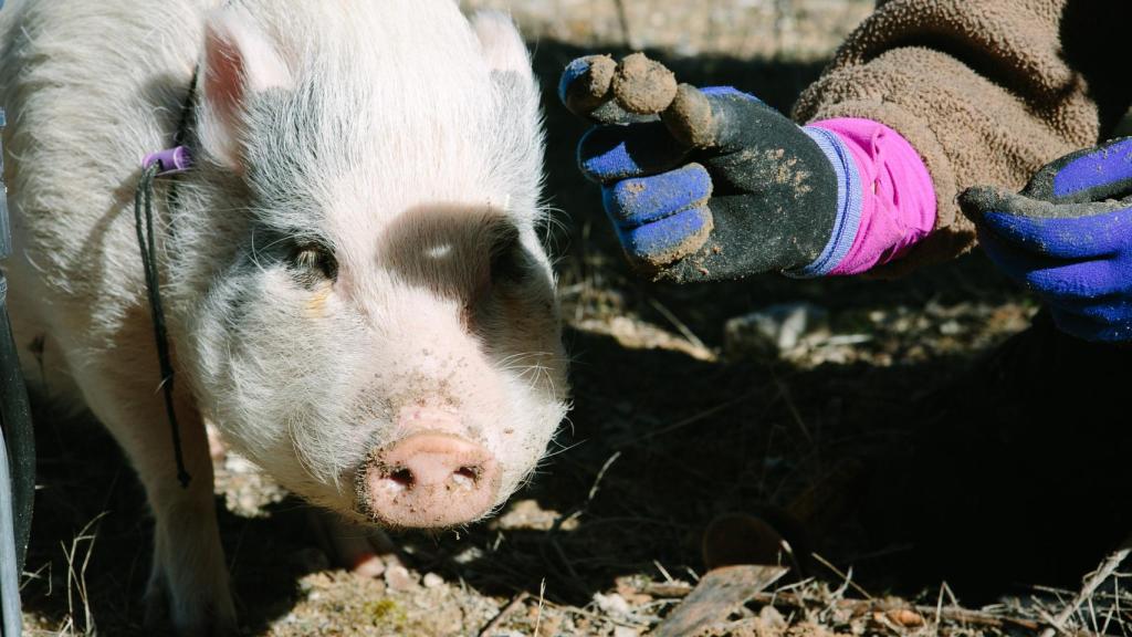 Recolecta de trufas con cerdos