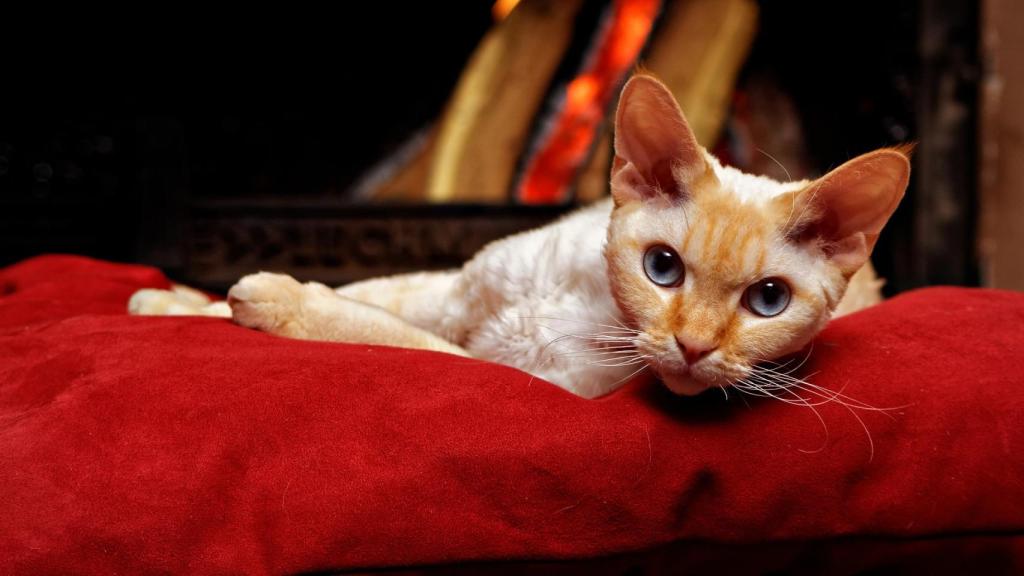 Gato Devon Rex