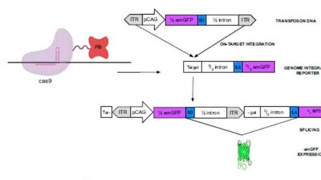 Gráfico explicativo sobre el funcionamiento de la tecnología FiCAT de escritura de genes desarrollada por Integra Therapeutics.