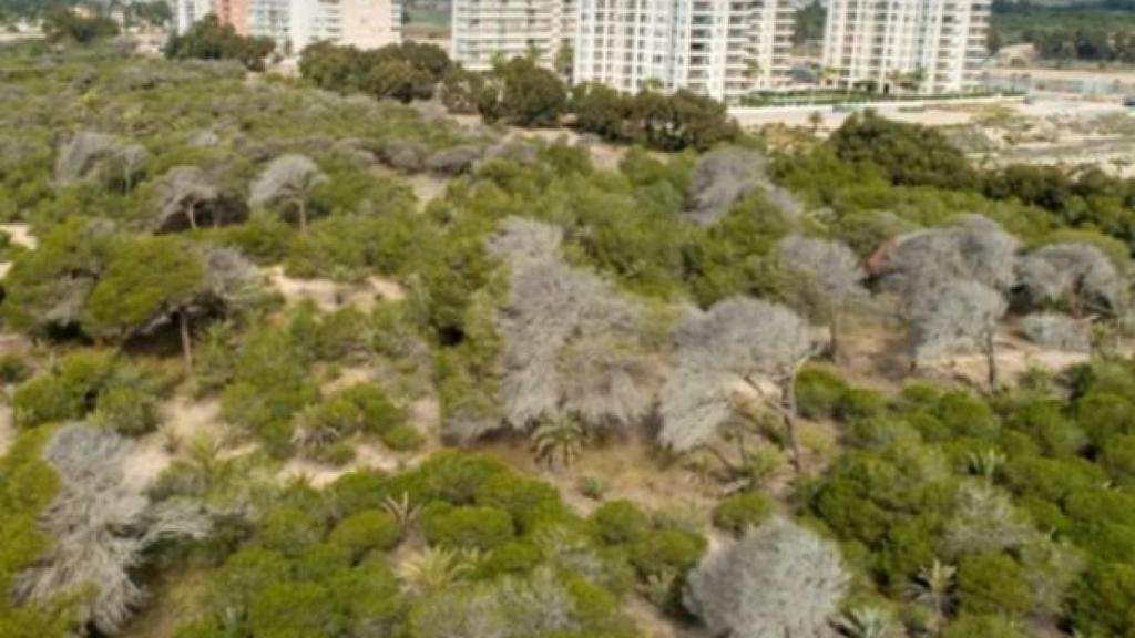 Imagen de dron que mostraba los problemas de la pinada.