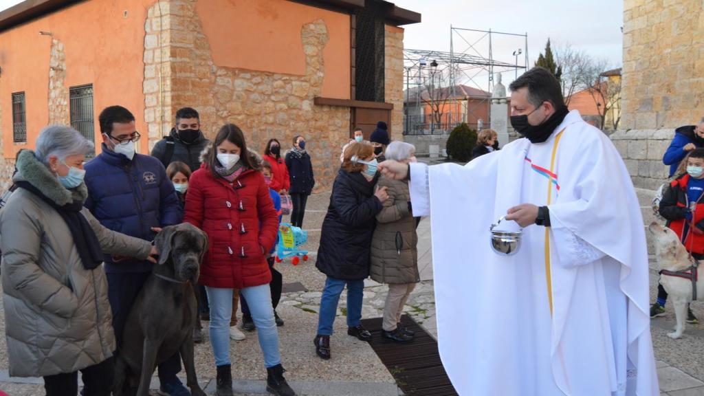 Bendición de los animales en Cigales por San Antón