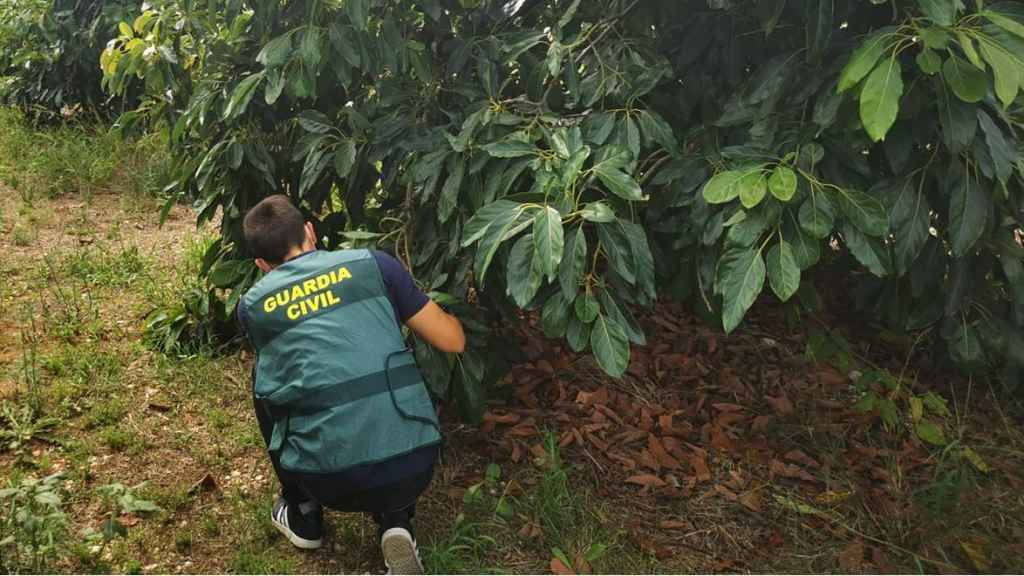 Imagen de la operación difundida por la Guardia Civil.